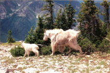 USA-Montana-Bob Marshall Wilderness Pack Trips